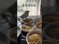 文鳥ファイブの給食タイム〜待ちきれずにやって来たのは？ shorts 文鳥 朝ごはん