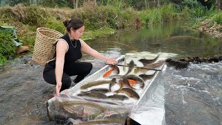 Fish trap. Girl uses wooden planks to create a great and effective fish catching system