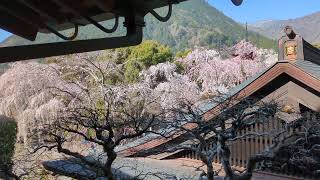 令和6年3月31日　山梨県身延町　身延山久遠寺　報恩閣から見た祖師堂と境内の桜と周囲の山々②#山梨県身延町#身延山久遠寺#報恩閣#祖師堂