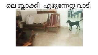 ലെ ബ്ലാക്കി എഴുന്നേറ്റു വാടി 😂😂