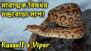 বাংলাদেশের সব থেকে মারাত্মক বিষধর সাপ চন্দ্রবোড়া। Venomous Killing Machine the Russell’s Viper.