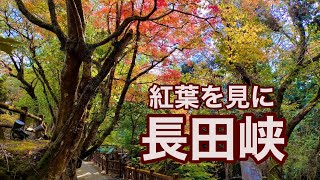 【バイク／アウトドア】紅葉を見に長田峡へ（宮崎県三股町）