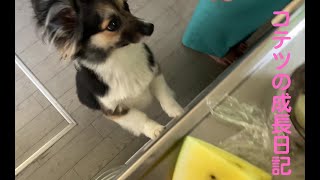 【パピヨンとコーギーのミックス犬】愛犬に梨を与えてみました　I gave my dog a pear