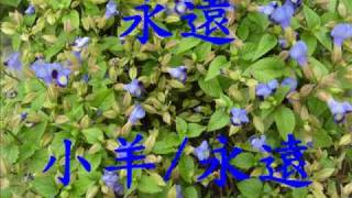 20090617_小羊_永遠_永遠.wmv