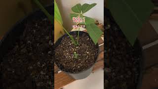 #1年後検証 パキラの育て方 - さし木して１年後は？How to grow pachira. What happens after 1 year from cuttings? #パキラ #1year