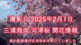 【4k】2025/02/01 三浦海岸 河津桜 開花状況 二回目の速報