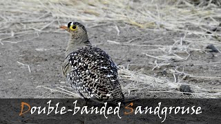 Double-banded Sandgrouse (Pterocles bicinctus) Bird Call \u0026 Video | Stories Of The Kruger