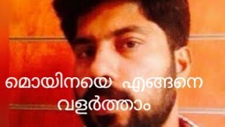 മത്സ്യ കൃഷിക്കുവേണ്ടി മൊയ്‌നയെ എങ്ങനെ വളർത്താം. How to make moina culture?