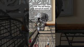 POV: You are hungry and out of snacks!! #gizmo #talkingparrot #africangrey