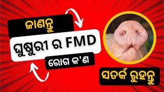 ଧଳା ଘୁଷୁରୀ ଚାଷ ରେ FMD ସଂକ୍ରାମକ ରୋଗ କ'ଣ ? ଏବଂ କିପରି ନିଜ ଘୁଷୁରୀ ଙ୍କୁ ଏହି ରୋଗ ଦାଉ ରୁ ରକ୍ଷା କରିବେ। #pig