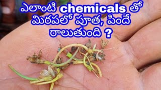 107. Chilli - effects of indiscriminate chemical usage మిరపలో మితిమీరిన మందుల వాడకం - దుష్ప్రభావాలు.