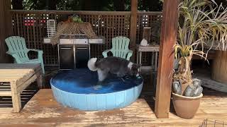 Kabu in the Pool with Toys. 🐾