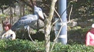 ハシビロコウ　ささ　ネット際を散歩［高知県立のいち動物公園］ Shoebill