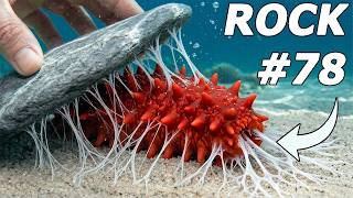 I Flipped 100 Rocks on the Ocean Floor, Here's What I Found... (Sea Monsters?)