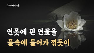 무지의 허물을 벗어 던져라｜석가모니｜명언｜명상｜Buddha quotes