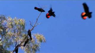 Darling River Run - Discover the real Outback