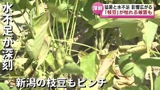 【水不足と猛暑で】夏の味覚「枝豆」など枯れるところも　ダム貯水率が０％になる異常事態に 《新潟》