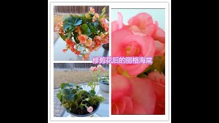 丽格海棠的花后修剪 Rieger begonia after trimming flowers