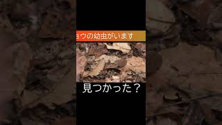 冬の自然の中で生きる岡山の植物と動物 #shorts  #和気町 #岡山県自然保護センター #自然 #生き物 #まなびとサーチ #理科 #擬態 #カモフラージュ