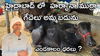 ఎండకాలం లో హర్యానా ముర్రా గేదెలు రోజుకి 14లి || 9896546724