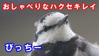 春のおしゃべりを始めるハクセキレイ