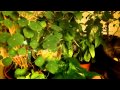 Winterstorage of Tomatoes Winterstorage of Tomatoes