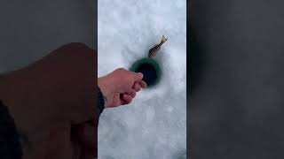 Плыви домой малыш👋#russia #beautiful #youtubeshorts #asmr #fish #fishing #ice #2024 #r #icefishing