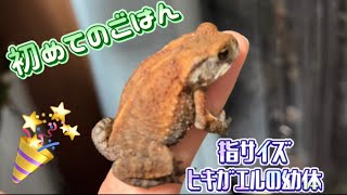 【カエル】チビヒキガエルに初めて練り餌をあげる！！