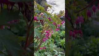 The early flowering Bleeding Heart/Dicentra Spectabilis. #bleedingheart #gardenshorts #gardeningtips