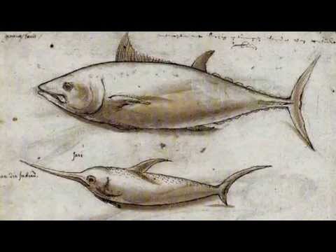 Swordfish Facts 13 Facts About Swordfish Youtube