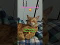 cutest Leo the lil tiger#why cute#angry#animal #funny #viral #adorable #adorable #youtubeshorts