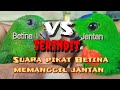 suara pikat burung serindit betina memanggil jantan Ampuh .@AGUS DIDI GUNTORO _CHANNEL