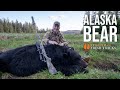 BIG Alaskan Bruin DOWN! | Alaska Bear #FreshTracks