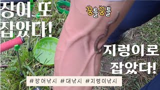 말지렁이로 장어 대낚시!!  짬낚시의 갈때마다 잡혀요..