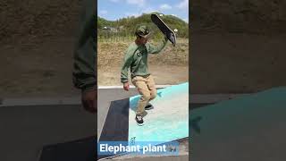 Elephant plant!っていうらしい、、やってみたら意外と簡単だった🫢Qちゃん教えてくれてありがとう♫マイクバレリーがやるやつ！！