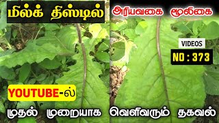 மில்க் திஸ்டில்/Milk thistle/Lactuca serriola/Mooligai manithan