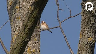 Der bunte Stieglitz/Distelfink