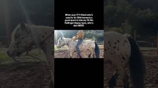 Stephan riding Lady Nadira , Haflinger Gypsy cross mare