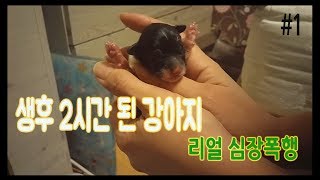 방금 태어난 강아지 보셨나요?? 생후 2시간 아가 강아지! #1