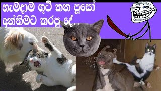 පූසො උනත් හැමදාම ගුටි කන්න කැමති නෑනේ. 😾😼🤟💪  🐱 \u0026 🐕 @Beaver34