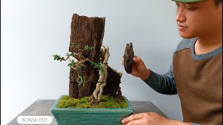 Malpighia Glabra Bonsai| Quá Trình Làm Cây Hồng Ngọc Mai Ghép Đá