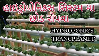 hydroponic plant  trancplanet હાઇડ્રોપોનિકસ સિસ્ટમ માં છોડ રોપવા #SHF