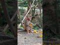 Yummy, little monkeys eating Mango #smartmonkey #monkey #animals