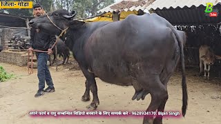 उत्तर प्रदेश के गोंडा जिला में प्रोफेसर साहब के यहां भैंस व गाय बिकाऊ है | Buffalo for Sale in U.P