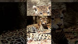 Beautiful Jaguar #shorts #shortvideo #cute #viral #trending #viralshorts #trend #jaguar #animals