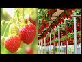 awesome hydroponic strawberries farming modern agriculture technology strawberries harvesting