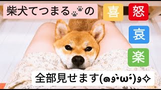 赤ちゃんと豆柴てつまる IN  沖縄の海🐾　【柴犬てつくんと赤ちゃんのおもしろ可愛いオススメ癒し動画】