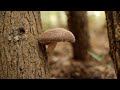 A Food You Aren't Growing BUT SHOULD! Mushroom Log Growing Guide