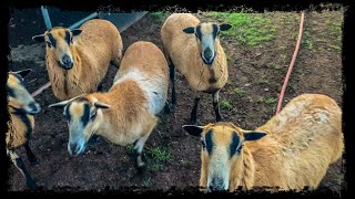 Barbados Sheep are the best!!!