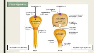 Классификация рецепторов. Механизм рецепции